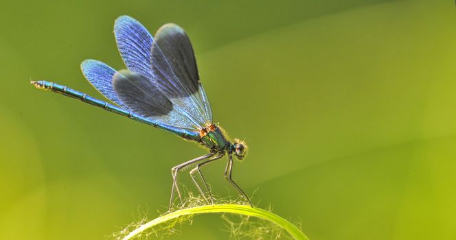 dragon fly on a blade of grass on natural background