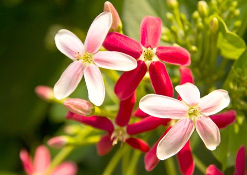 Quisqualis indica also known as the Chinese honeysuckle, Rangoon Creeper, and Combretum indicum