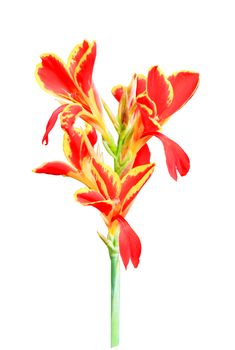 Red Canna lily isolated on white background