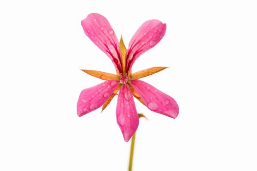 Pink geranium flower isolated on white background close up.