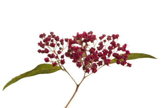 Red wild flowers isolated on white background close up.