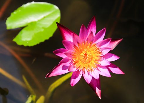 Beautiful blooming pink water lily Lotus Flower in the pond