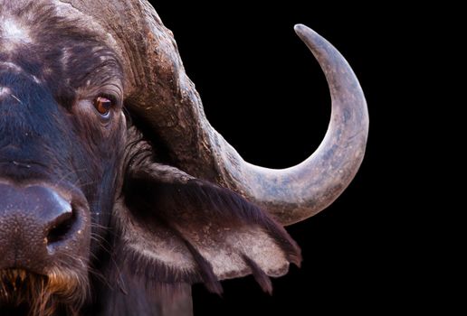 Close up image of an African cape buffalo