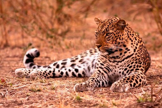 A leopard lying on the ground