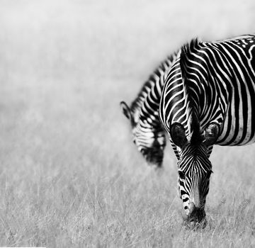 Black and white image of two zebras feeding in a open plain