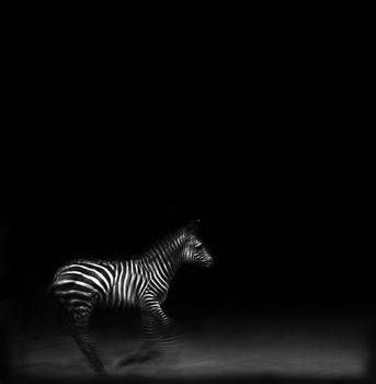 Artistic image of a zebra running using motion blur to convey movement