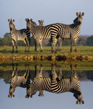 Herd of Zebras with a Reflection on the water