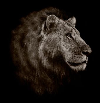 Black and white portrait of a lion