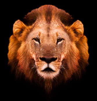 Close up portrait of an African Male Lion