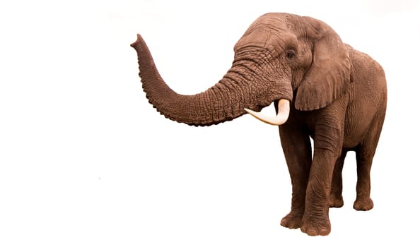 African elephant isolated on a white background