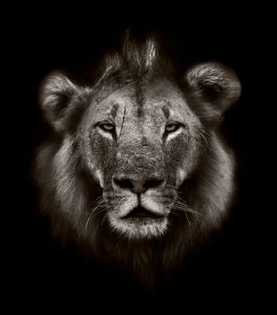 Artisitc black and white image of a Lion