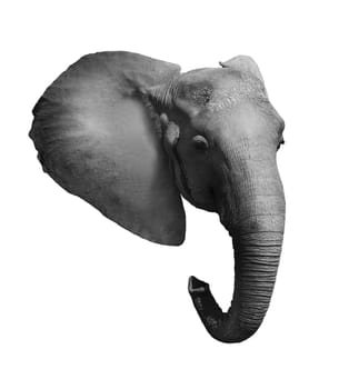 Elephant head isolated on a white background