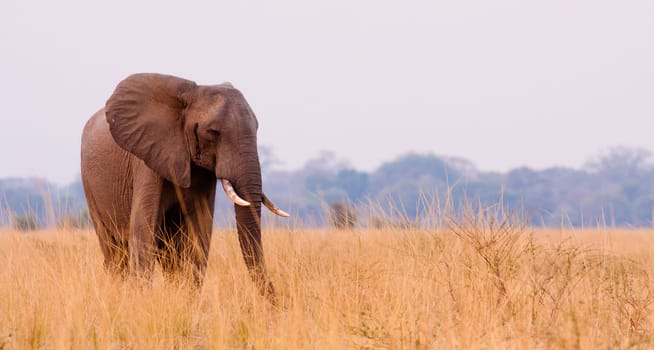 African Elephant feeding in a savannah flood plain