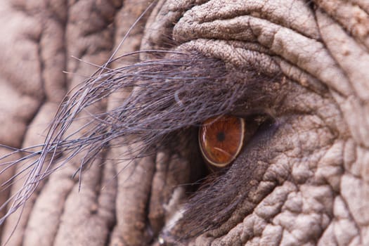 Close up macro shot of an elephant eye