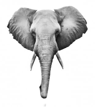 Creative black and whit image of an African elephant