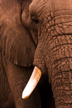 Close up shot of an African elephant