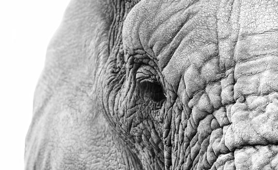 Black and white image of an elephants eye close up