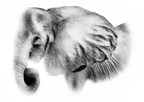 Monochrome black and white artistic image of an african elephant