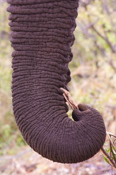 Close up image of an elephant trunk