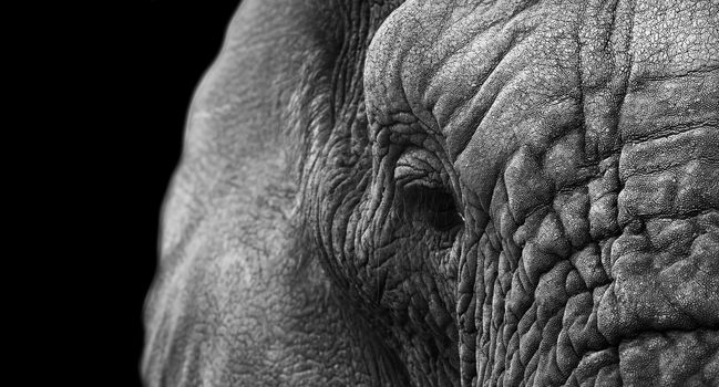 Close up image of a African Elephant