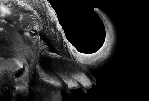 Close up black and white image of an African cape buffalo