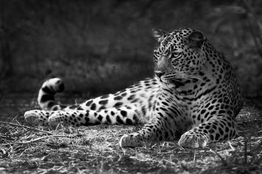Black and white image of a leopard lying on the ground