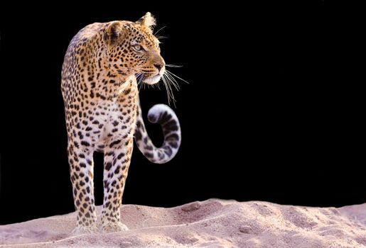 Color image of a leopard standing in the sand