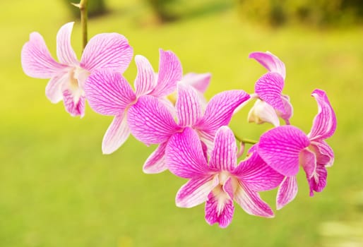 Vibrant pink tropical orchid flower