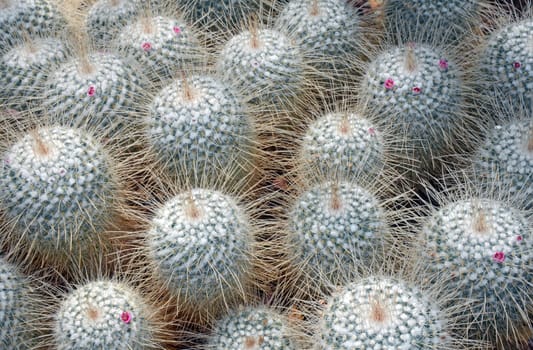 Little flowering cacti with long needles