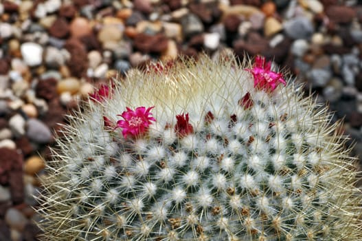 Prickly desert cactus plant with pink flowers