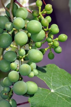 Bunch of green grapes on vine