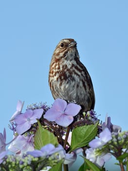 Little brown songbird sitting in spring flowers