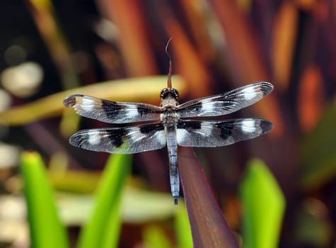 Black and white dragon fly in the garden