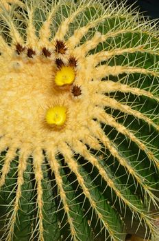 Close up of golden barrel cactus plant