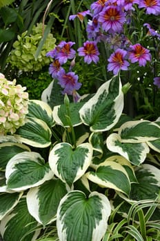 Beautiful hosta plant and purple flowers in tropical garden