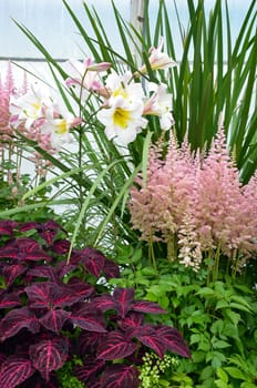 Colorful botanical garden with lily flowers and tropical plants