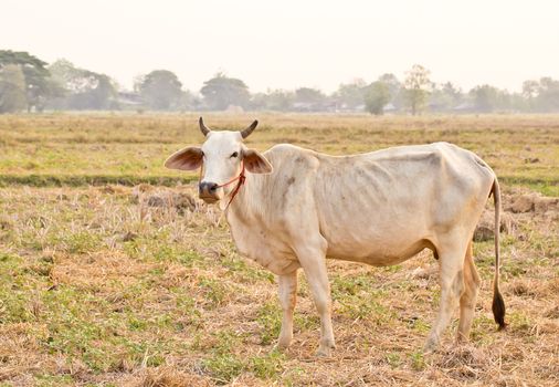 Cow red stands on the background of the milky sky looks smart dark eyes threatened 