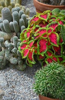 Colorful cactus garden with tropical plants