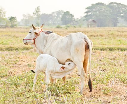 The young calf drinking milk from cow's udder