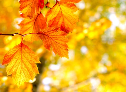 Bright autumn foliage close up