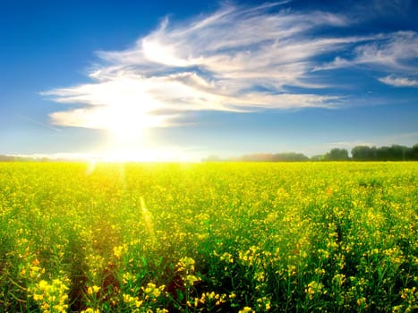 beautiful summer landscape with yellow field and forest