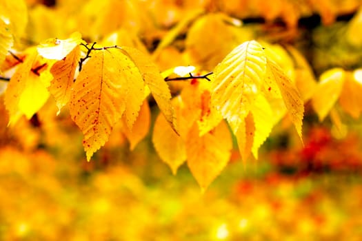 Bright autumn foliage close up