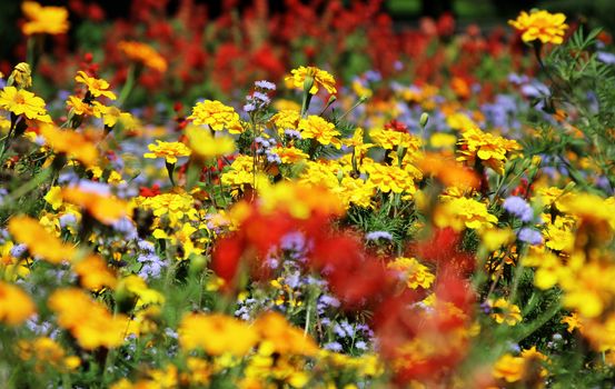 Field of beautifuly colorful flowers in the sunlight