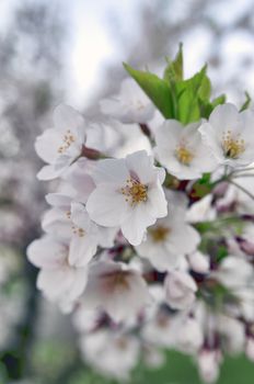 Beautiful flowering oriental cherry - Sakura. Spring morning