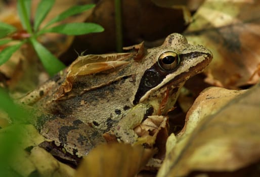 close up of frog hidden itself in leaves