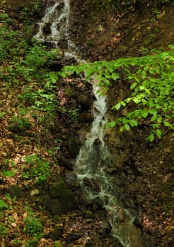 brook in forest at spring