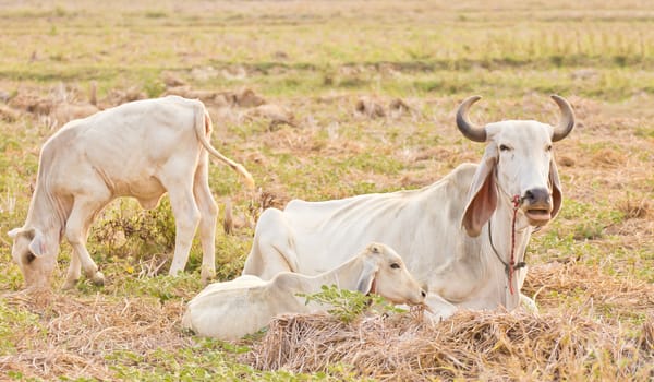 Cow on a summer cornfield in a summer rural landscape