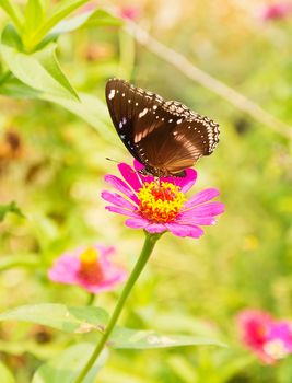 Black butterfly on flower, Thailand.
