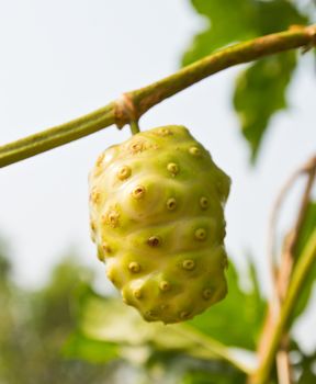 Noni Indian Mulberry fruit