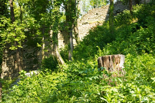 Wall of the castle in the woods